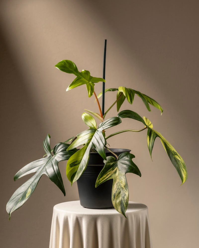 feey-philodendron-florida-beauty-rarit-t-zimmerpflanze image 3