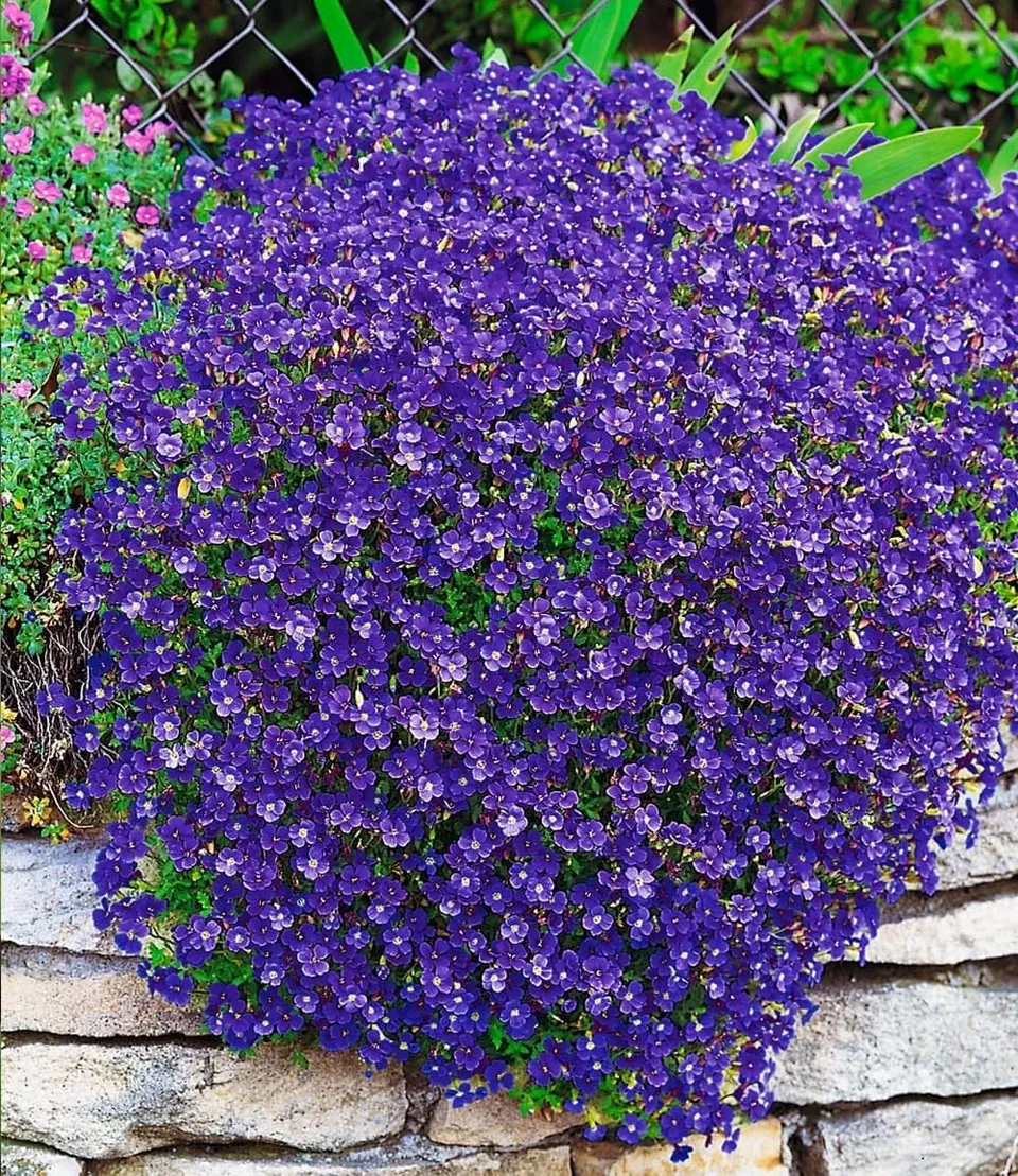 baldur-garten-3x-blaukissen-cascade-blue-winterharter-bodendecker-im-9x9-cm-topf image 1