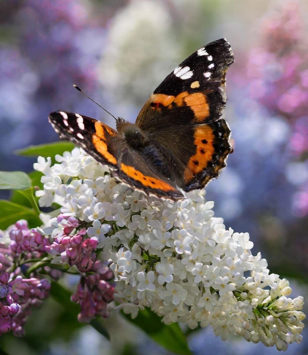 baldur-garten-sommer-flieder-papillion-tricolor-12-cm-topf image 3