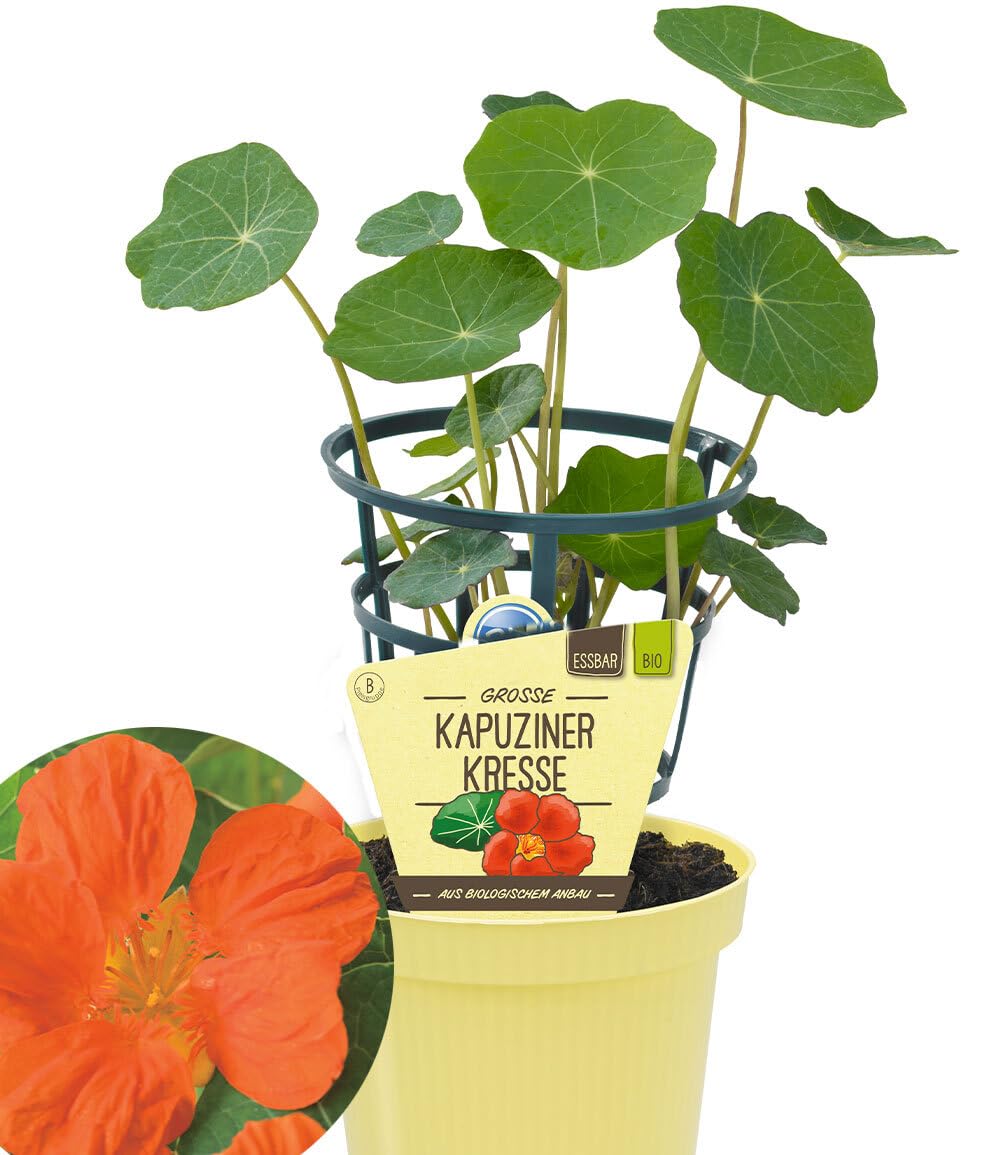baldur-garten-bio-kapuzinerkresse-im-12-cm-topf image 1