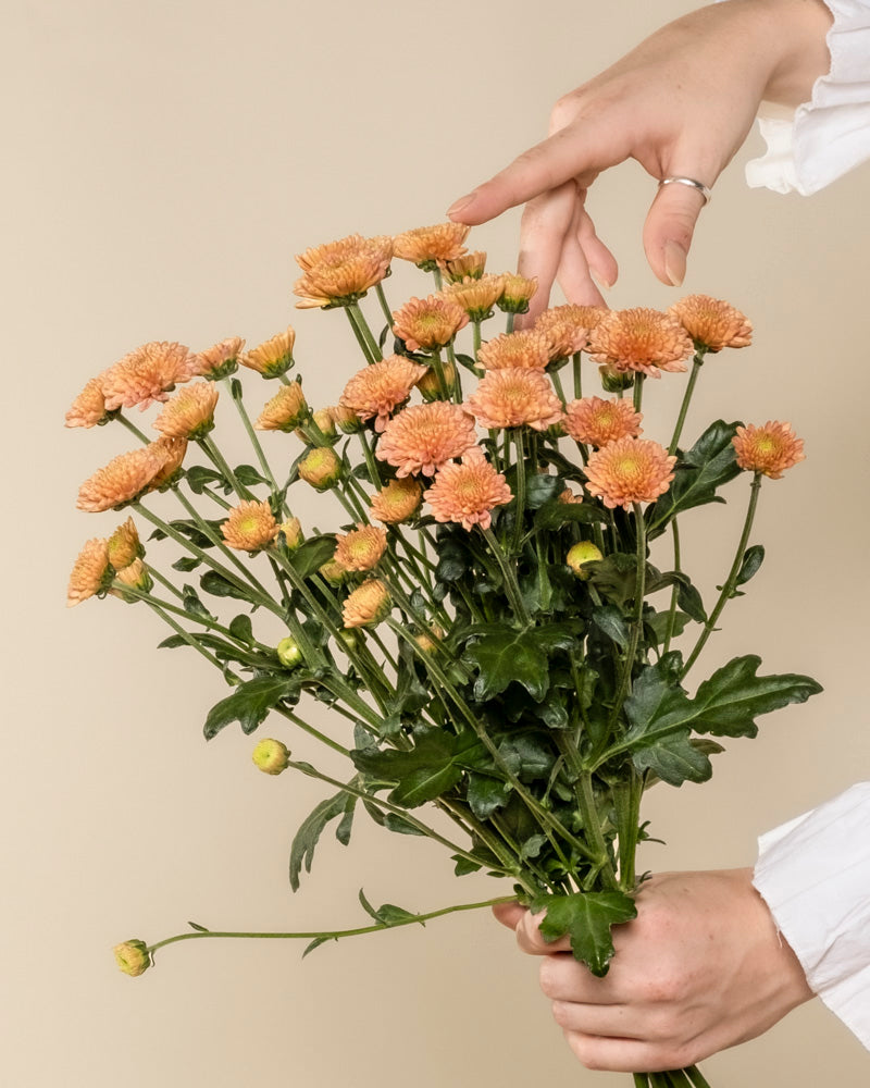feey-chrysanthemen-pfirsich-blumen image 1