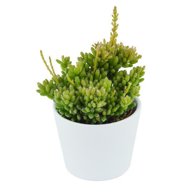 pasiora-rhipsalis-mesembryanthemoides-korallenkaktus-6-cm image 3