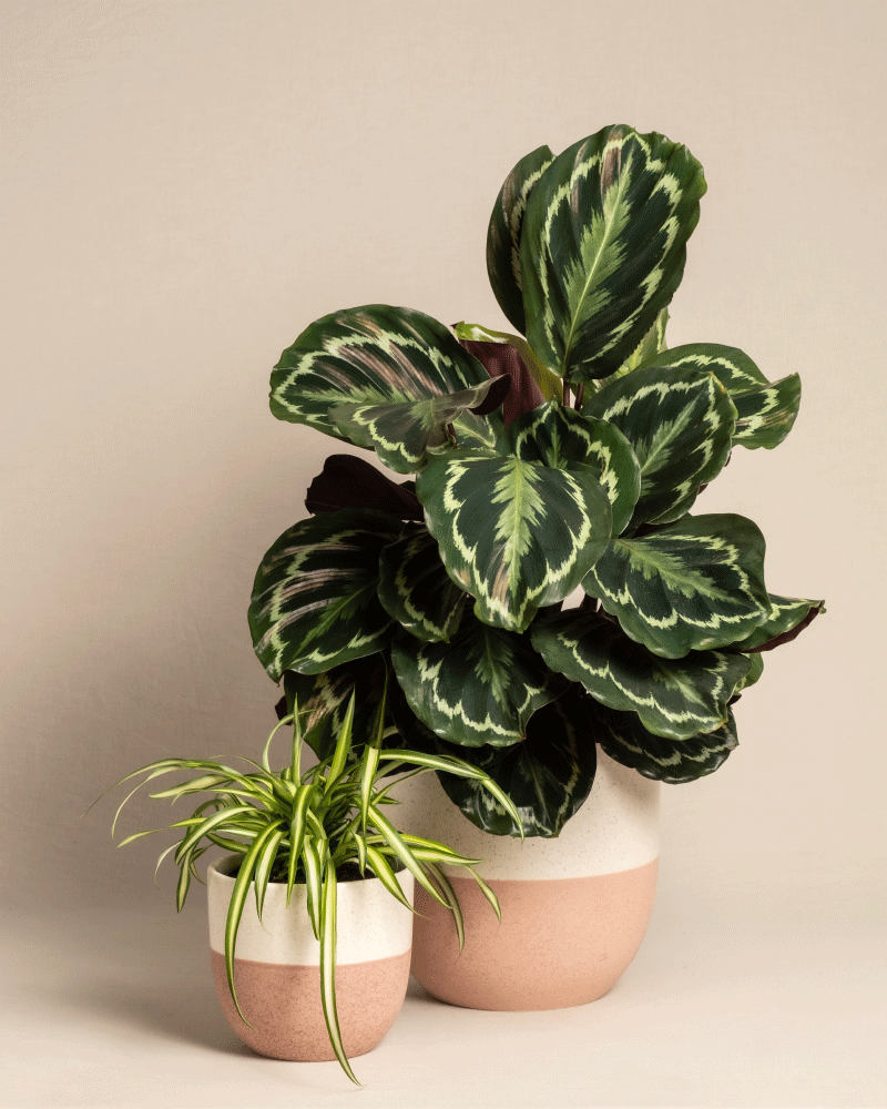 feey-kinderfreundliches-duo-calathea-roseoptica-gr-nlilie-im-set image 5