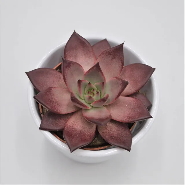 pasiora-echeveria-agavoides-romeo-rubin-sukkulente-8-5cm-topf image 1
