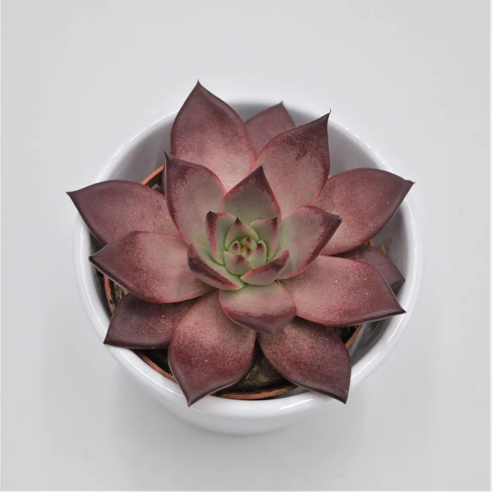 pasiora-echeveria-agavoides-romeo-rubin-sukkulente-8-5cm-topf image 1