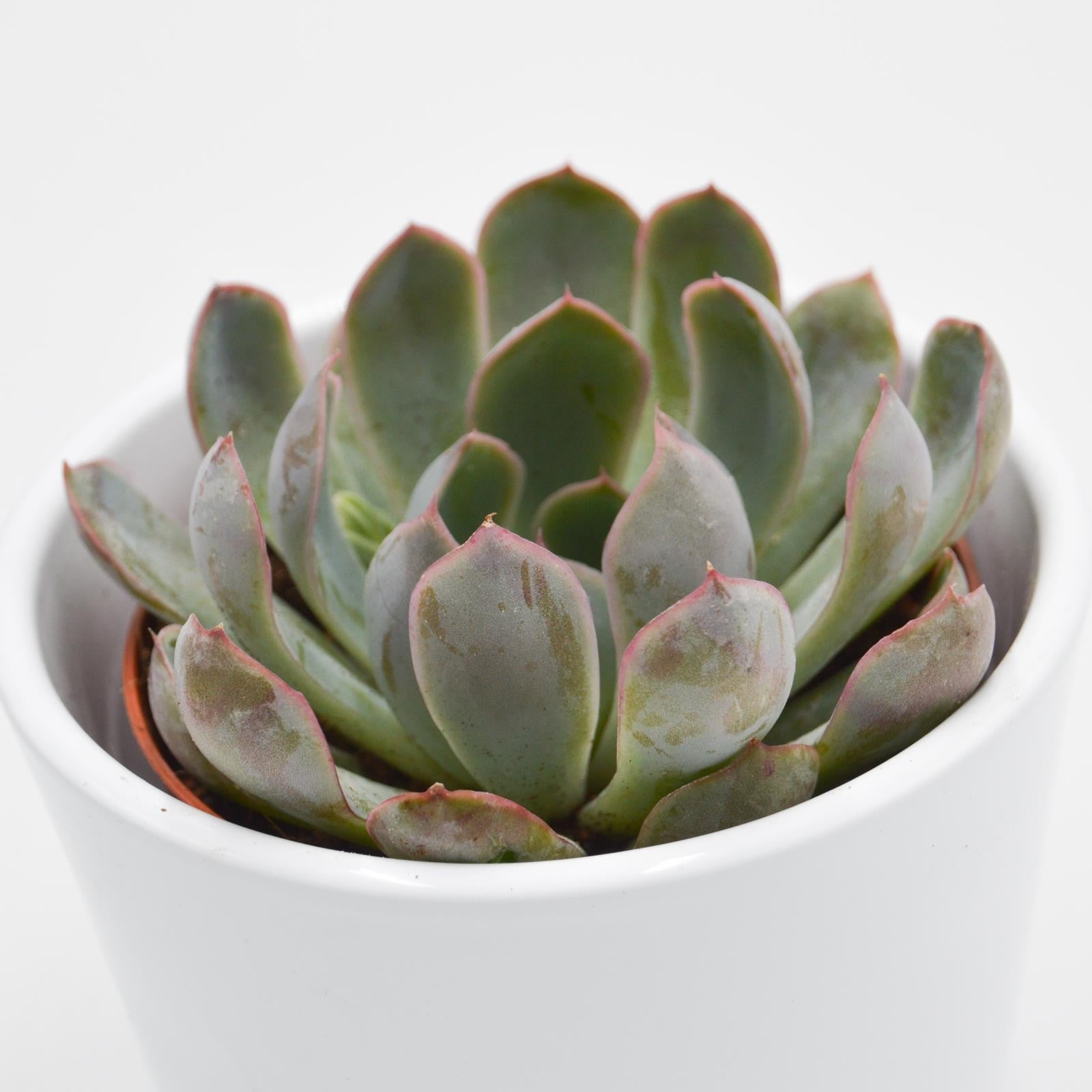 pasiora-echeveria-summer-8-5-cm-rosetten-sukkulente image 2