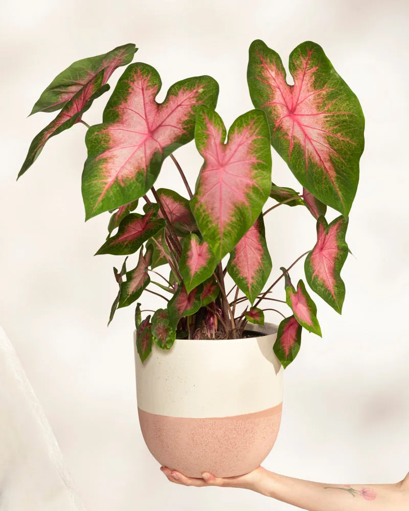 feey-caladium-kathleen-zimmerpflanze image 1