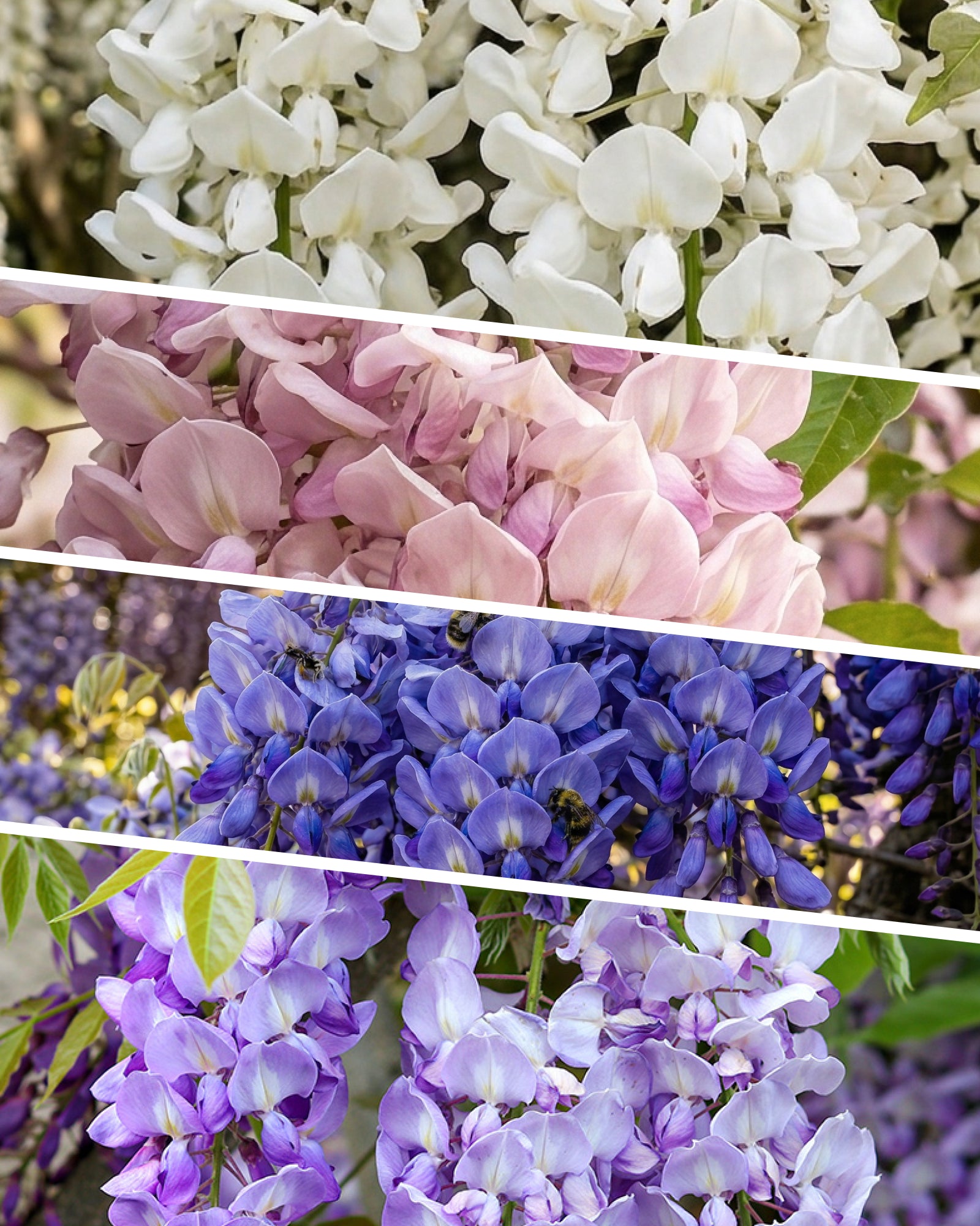 feey-glyzinie-wisteria-floribunda-caroline-kletterpflanze image 2