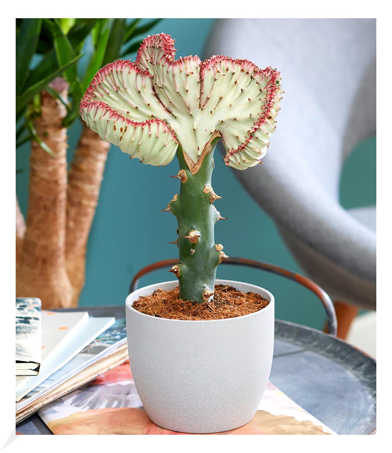 baldur-garten-korallenwolfsmilch-cristata-pflanze-im-10-5-cm-topf image 1
