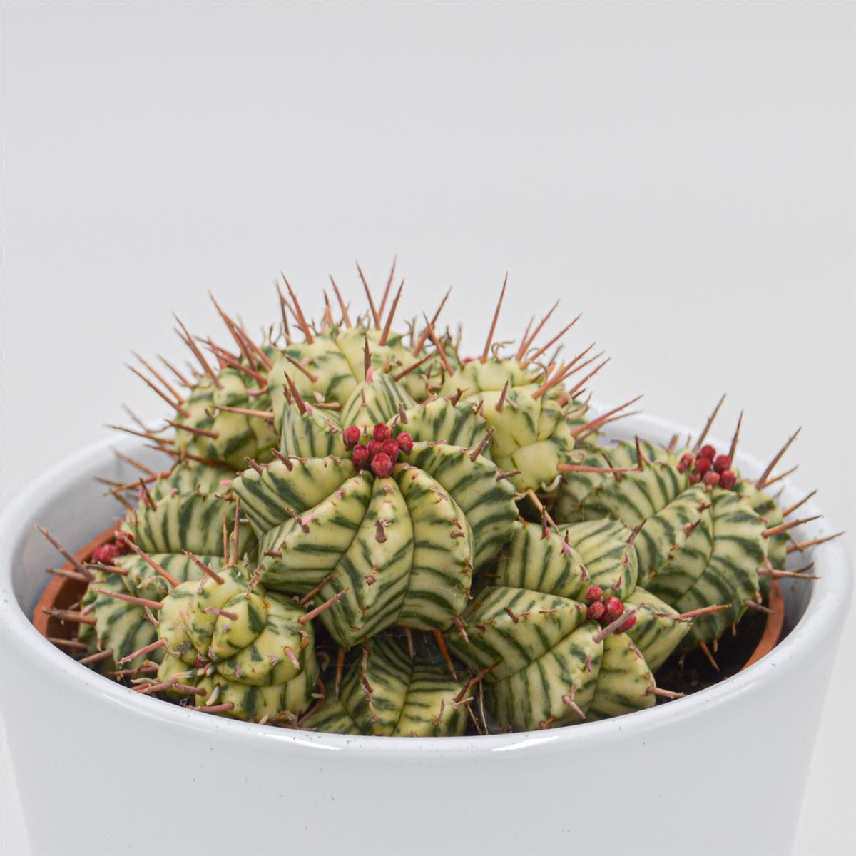 pasiora-euphorbia-meloformis-f-variegata-sukkulente-10-5cm image 1