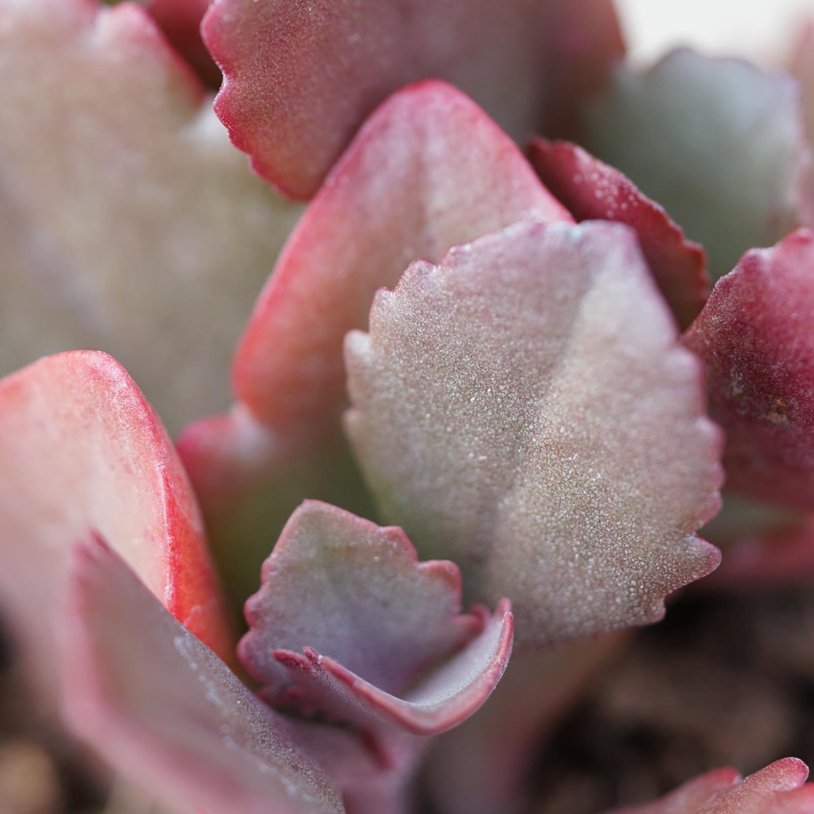 pasiora-kalanchoe-rubinea-sukkulente-im-5-5cm-topf image 2