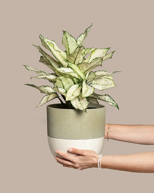 feey-grosse-aglaonema-kiwi-kolbenfaden-zimmerpflanze image 1