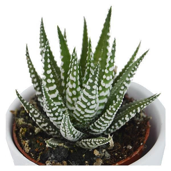 pasiora-haworthia-fasciata-big-band-sukkulente-im-6cm-topf image 1