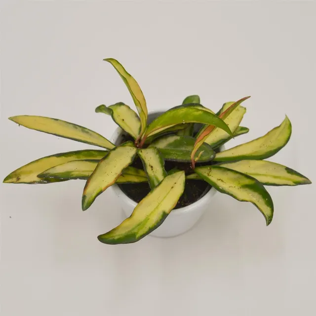 pasiora-hoya-wayetii-tricolor-f-variegata-6cm-topf image 1