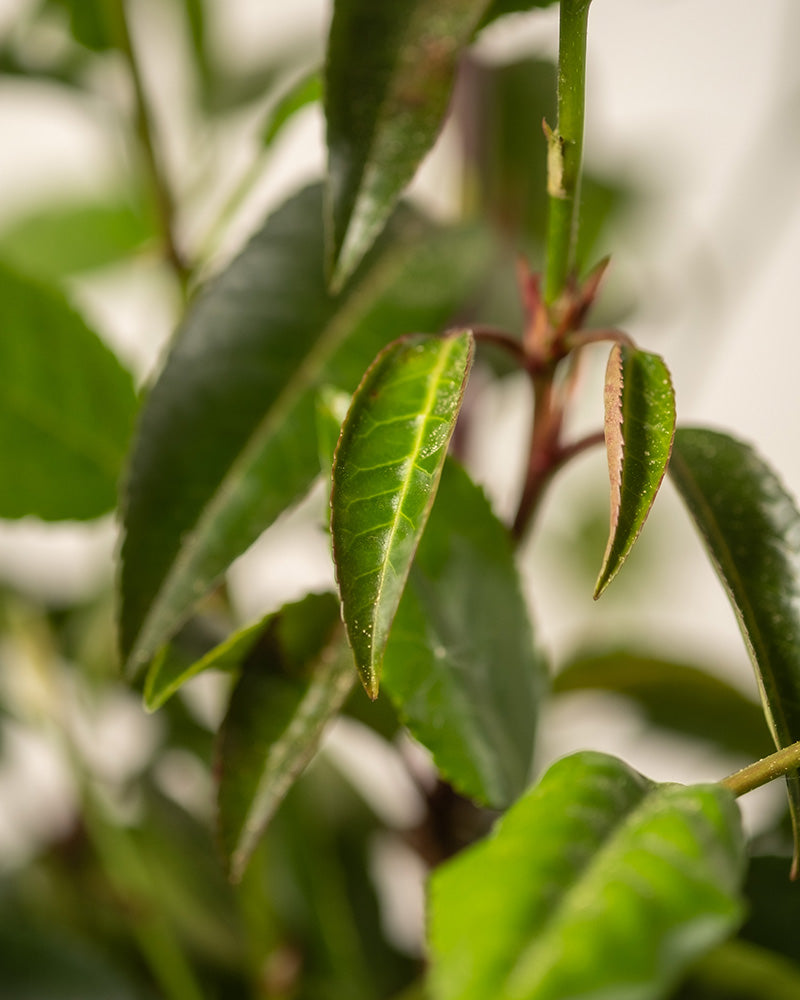 feey-prunus-lusitanica-immergr-ner-strauch-2-3-m-winterhart image 8