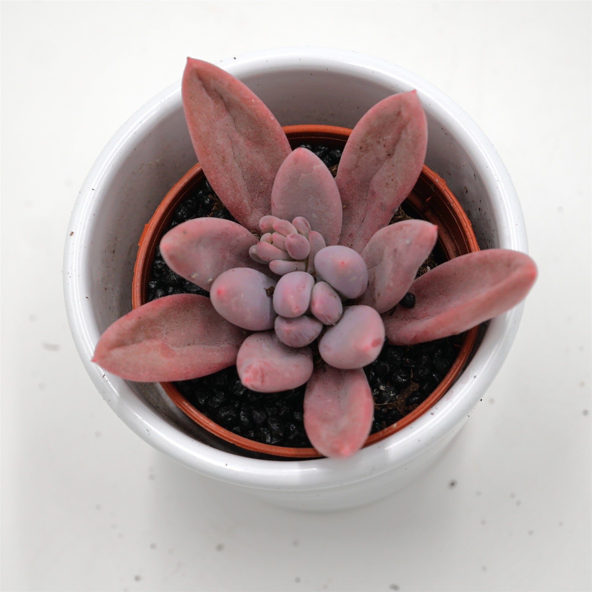 pasiora-pachyphytum-hookeri-rubra-sukkulente-5-5cm-topf image 1