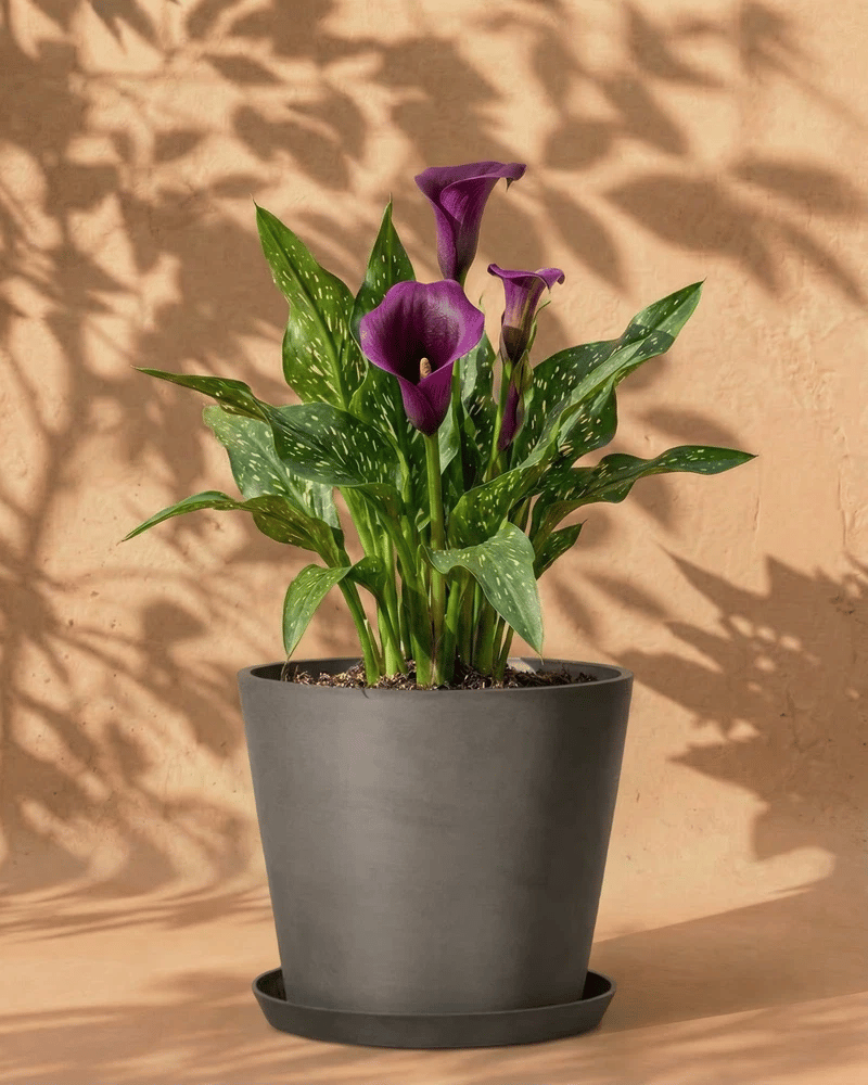 feey-calla-violett-zantedeschia-rhizome-au-enpflanze-bis-1-m image 5