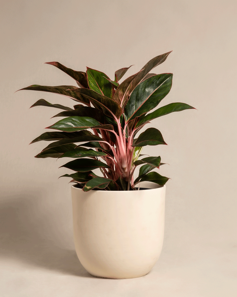 feey-aglaonema-jungle-red-gro-zimmerpflanze-kolbenfaden image 6