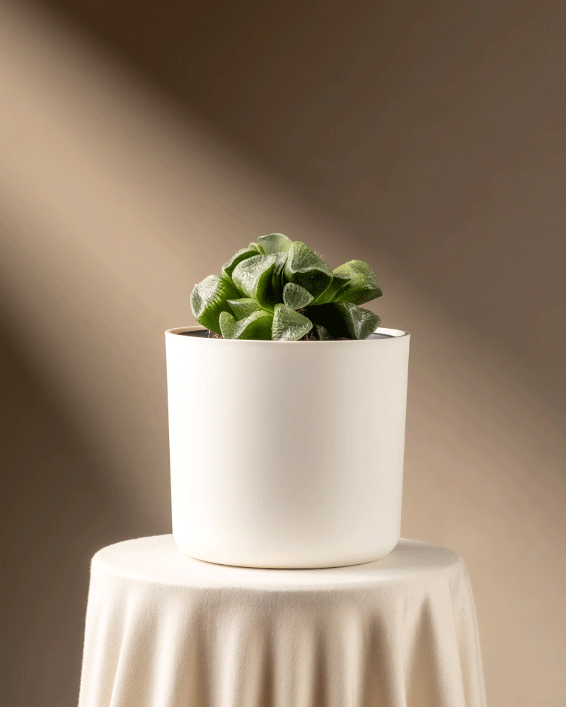 feey-haworthia-retusa-sukkulente-limited-edition-min-2-jahre-alt image 7