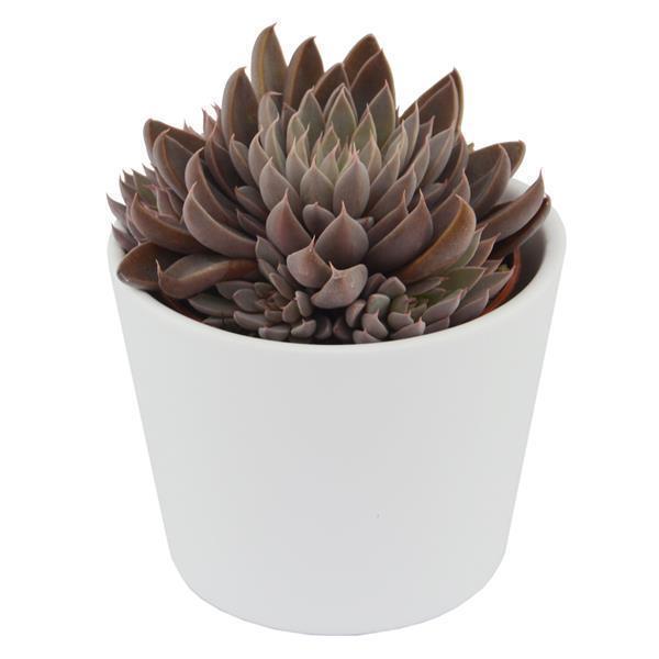 pasiora-graptopetalum-rusbyi-6cm-sukkulente image 2