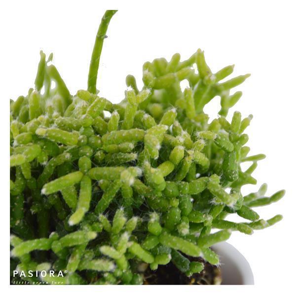 pasiora-rhipsalis-set-3-st-ck-rhipsalis-sukkulenten-mix image 4