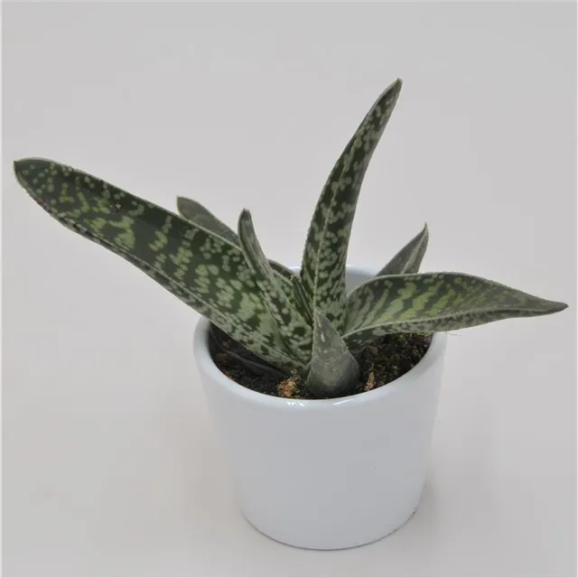 pasiora-gasteria-snow-stream-sukkulente-6-cm-topf image 1