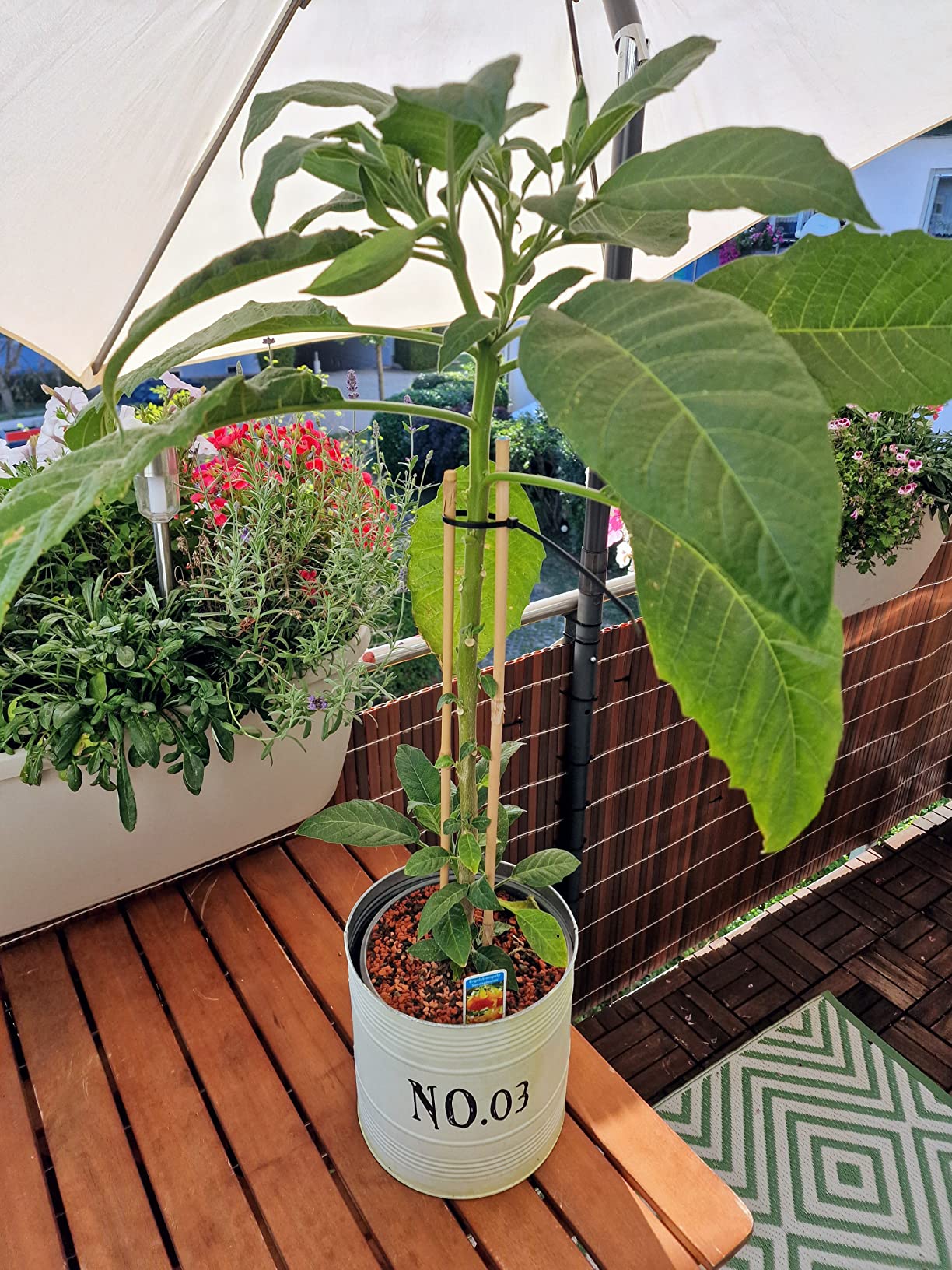 Kräftige Jungpflanze