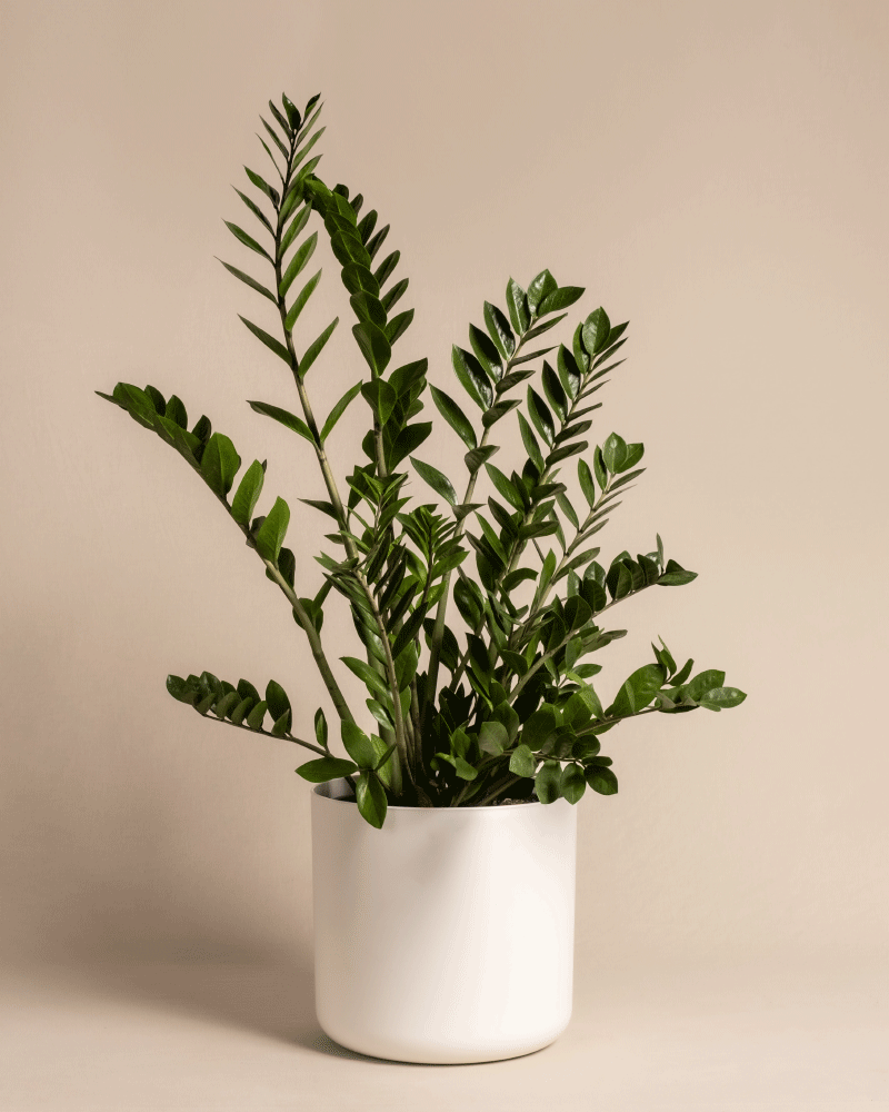 feey-gl-cksfeder-xl-zamioculcas-zamiifolia-gro image 5