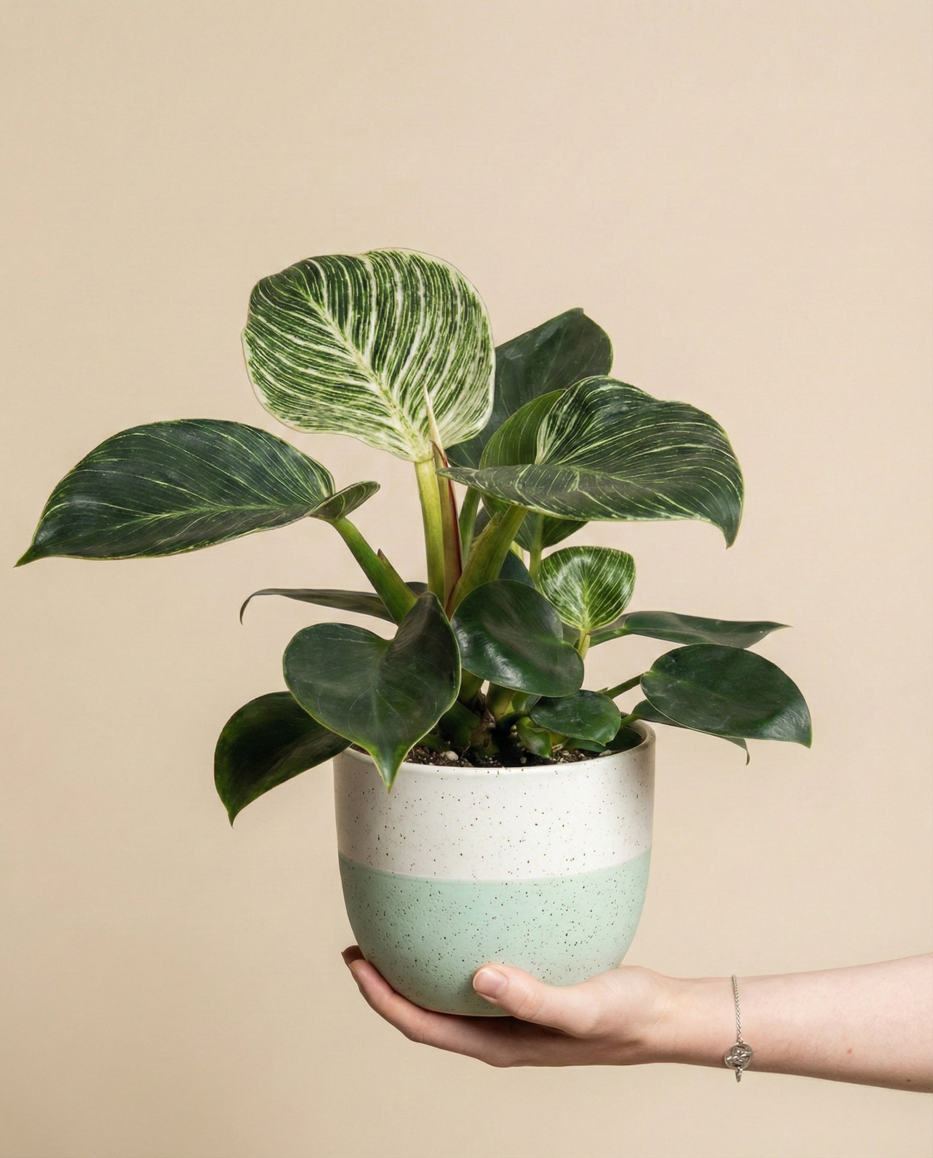 feey-philodendron-birkin-hydro-zimmerpflanze image 1