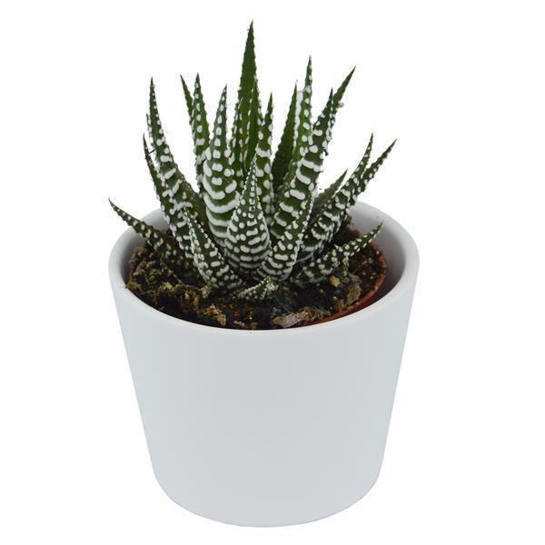 pasiora-haworthia-fasciata-big-band-sukkulente-im-6cm-topf image 3