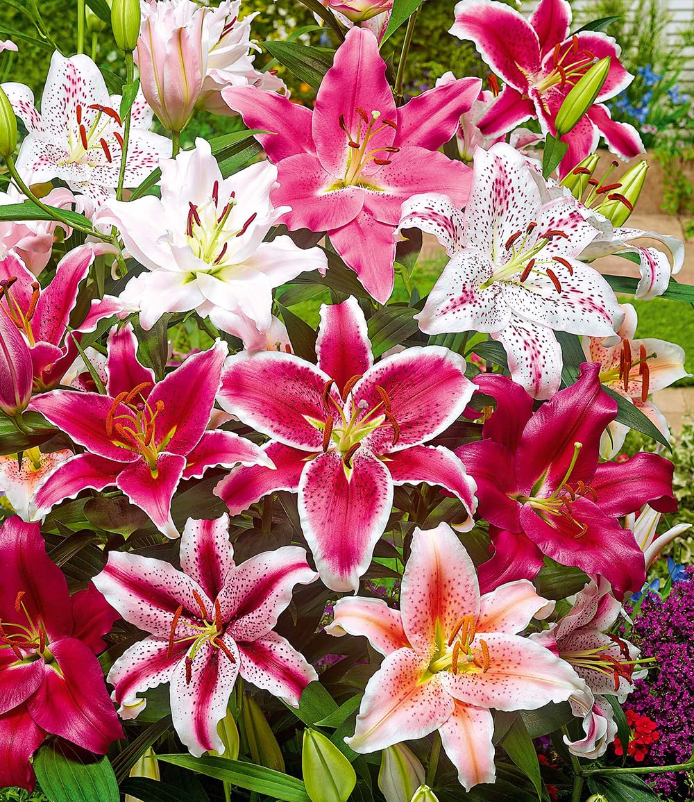 baldur-garten-lilien-mix-parfum-5er-blumenzwiebeln-14-16-cm-umfang image 2