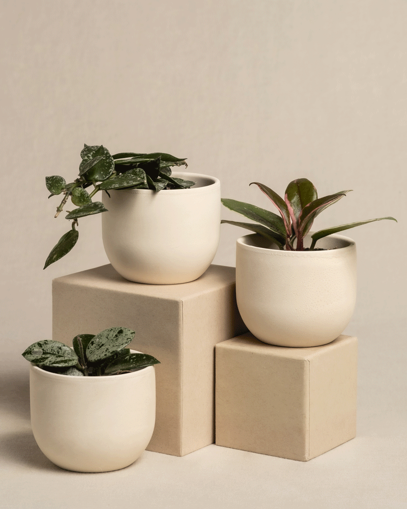 feey-babypflanzen-trio-hoya-wachsblumen-3er-set image 5