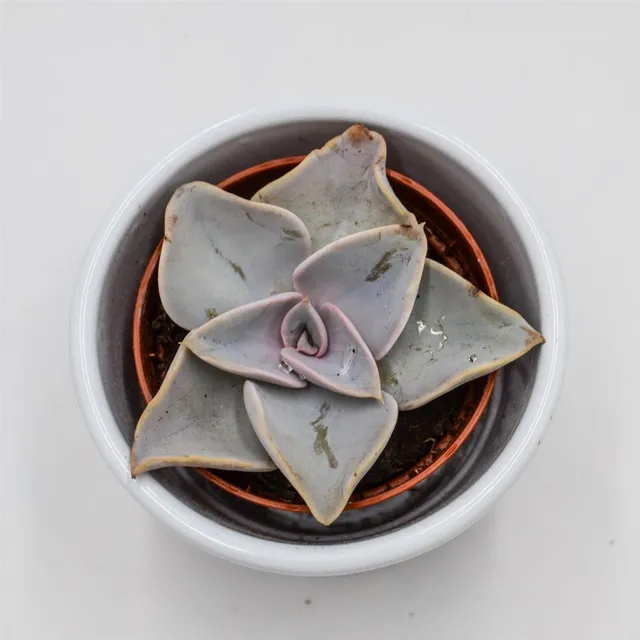 pasiora-echeveria-rodolfi-x-botero-hybride-5-5-cm image 1