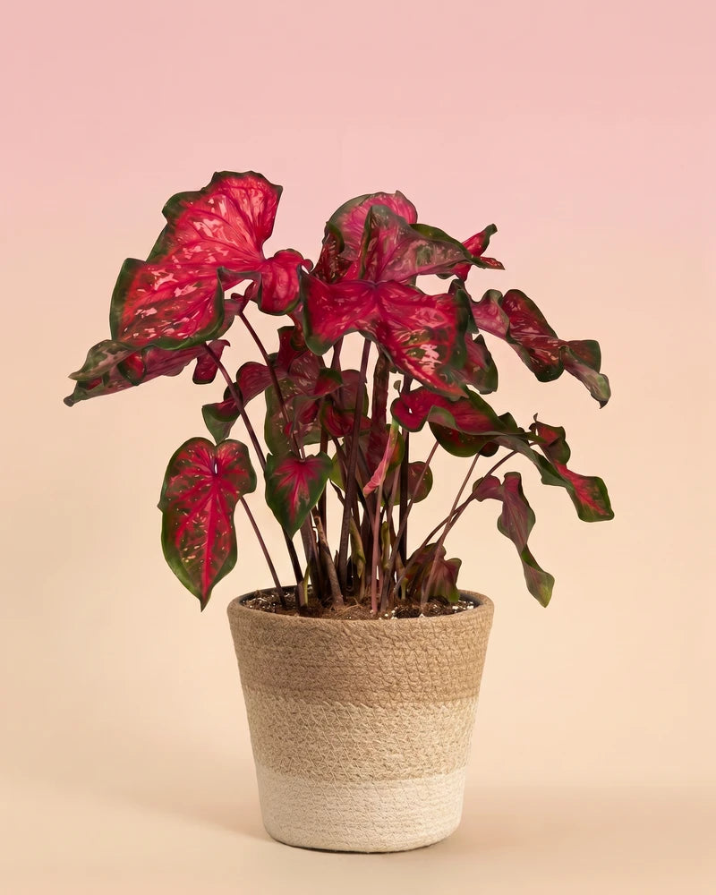 feey-caladium-pink-panther-zimmerpflanze image 7
