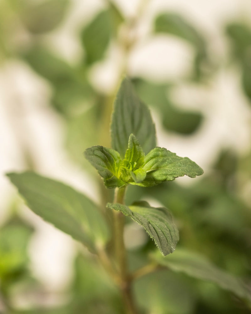 feey-englische-minze-mentha-x-piperita-black-mitcham-kr-uterpflanze image 8