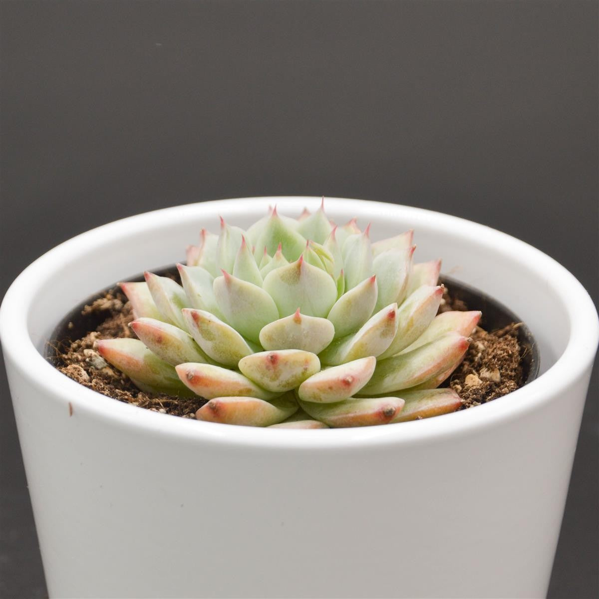 pasiora-echeveria-tippy-rosetten-sukkulente-6cm-topf image 2