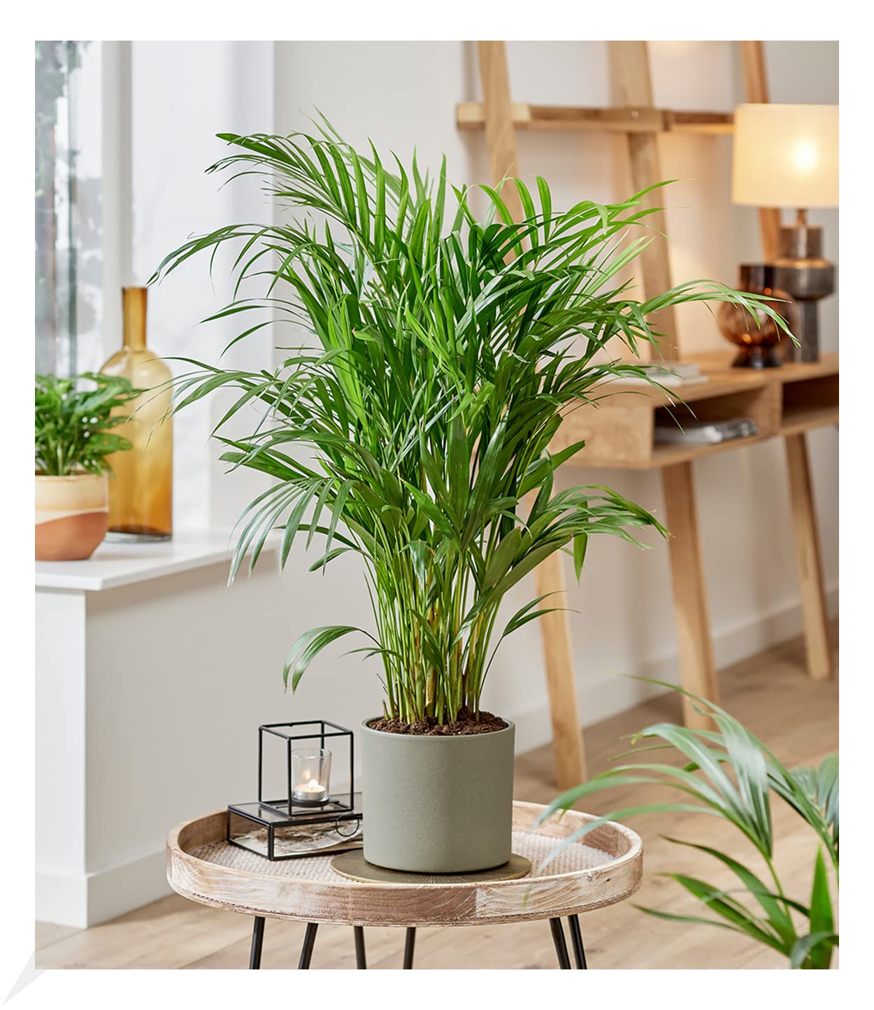 baldur-garten-areca-palme-goldfruchtpalme-60-70-cm-im-17-cm-topf image 5