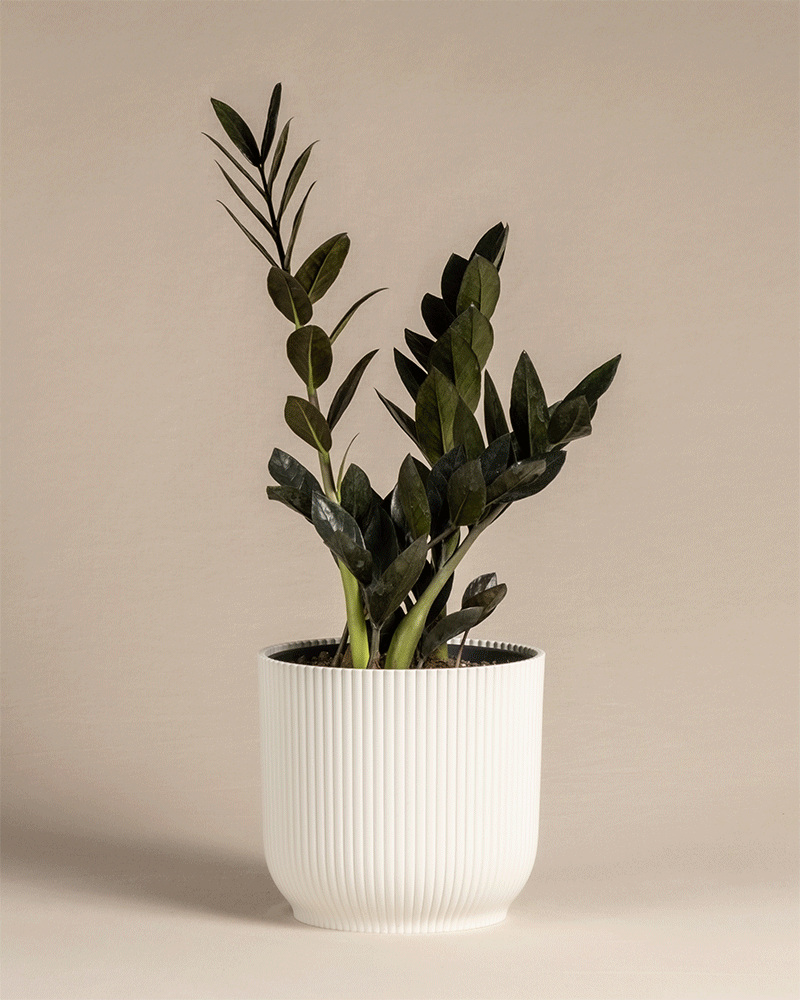 feey-schwarze-gl-cksfeder-zamioculcas-raven-zimmerpflanze image 7