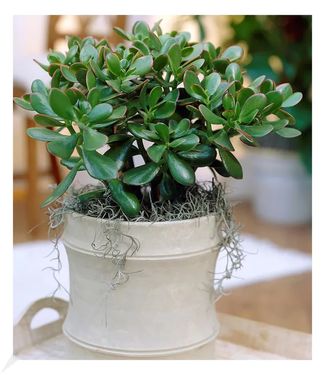 baldur-garten-geldbaum-crassula-ovata-zimmerpflanze-im-12-cm-topf image 1