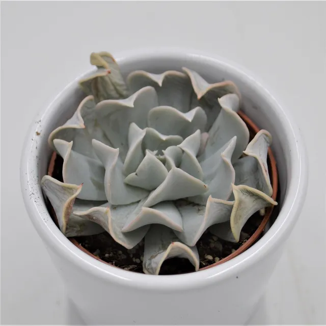 pasiora-echeveria-swan-lake-sukkulente-6cm image 1