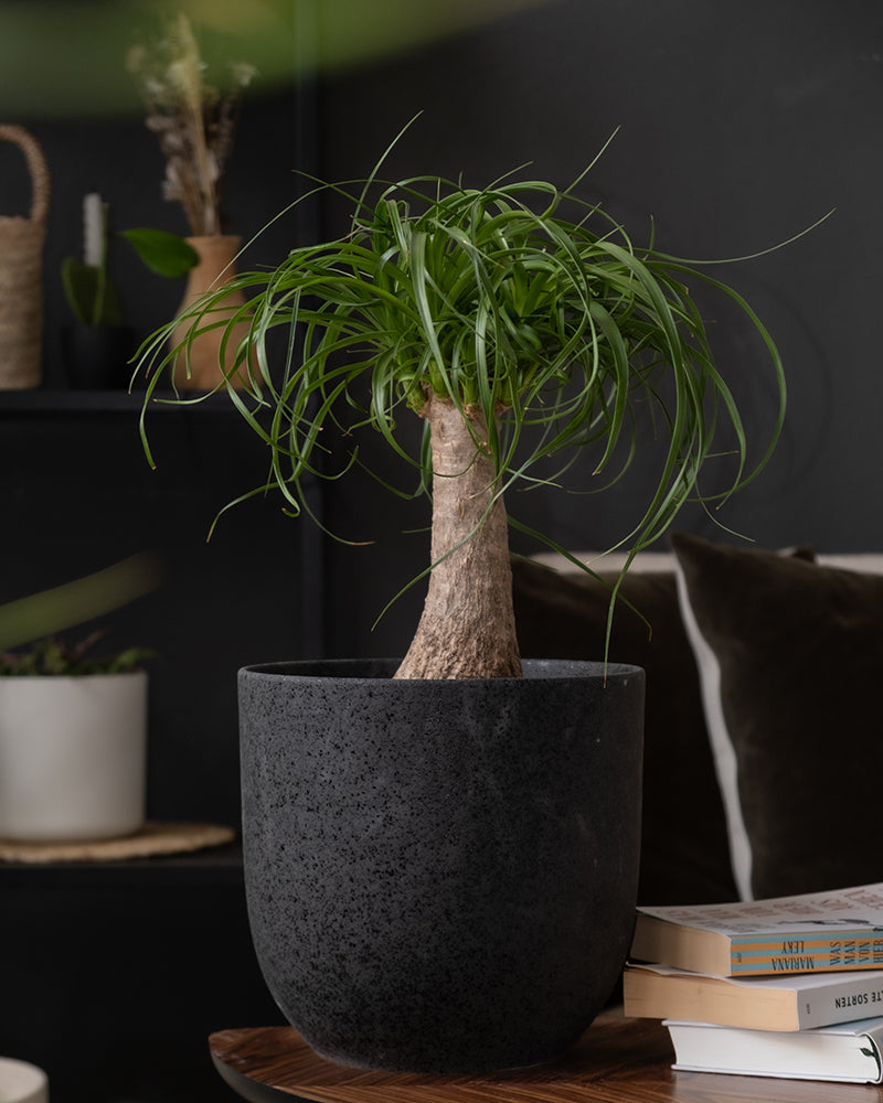 feey-elefantenfu-beaucarnea-recurvata-mittel image 4