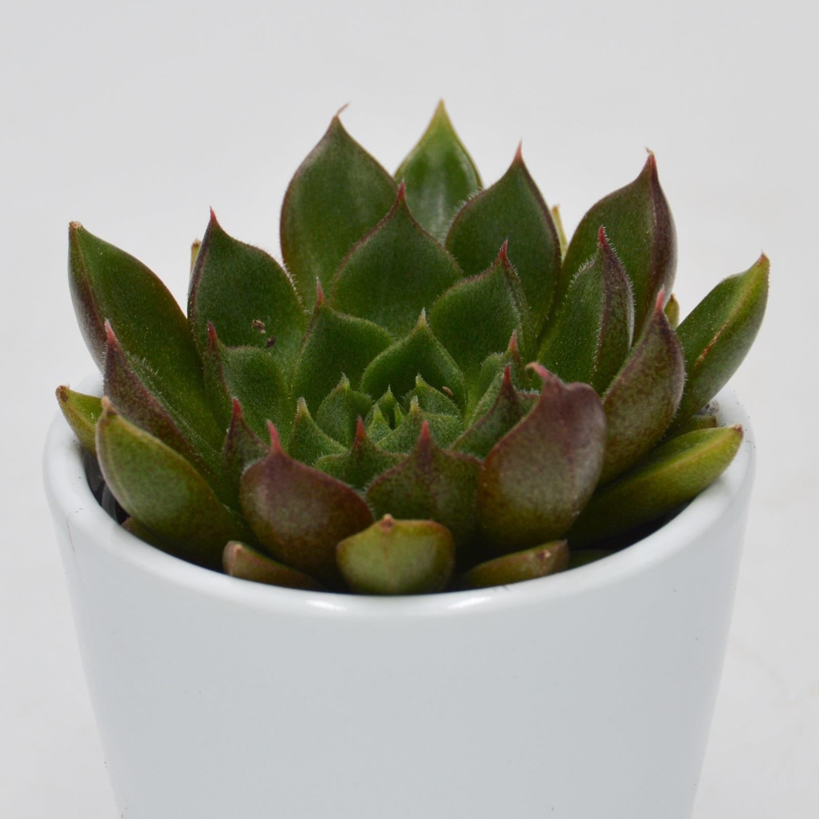 pasiora-echeveria-setorum-victor-sukkulente-6cm-topf image 1