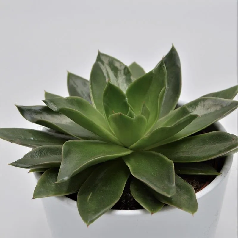 pasiora-echeveria-mexicana-sukkulente-12cm-topf image 1