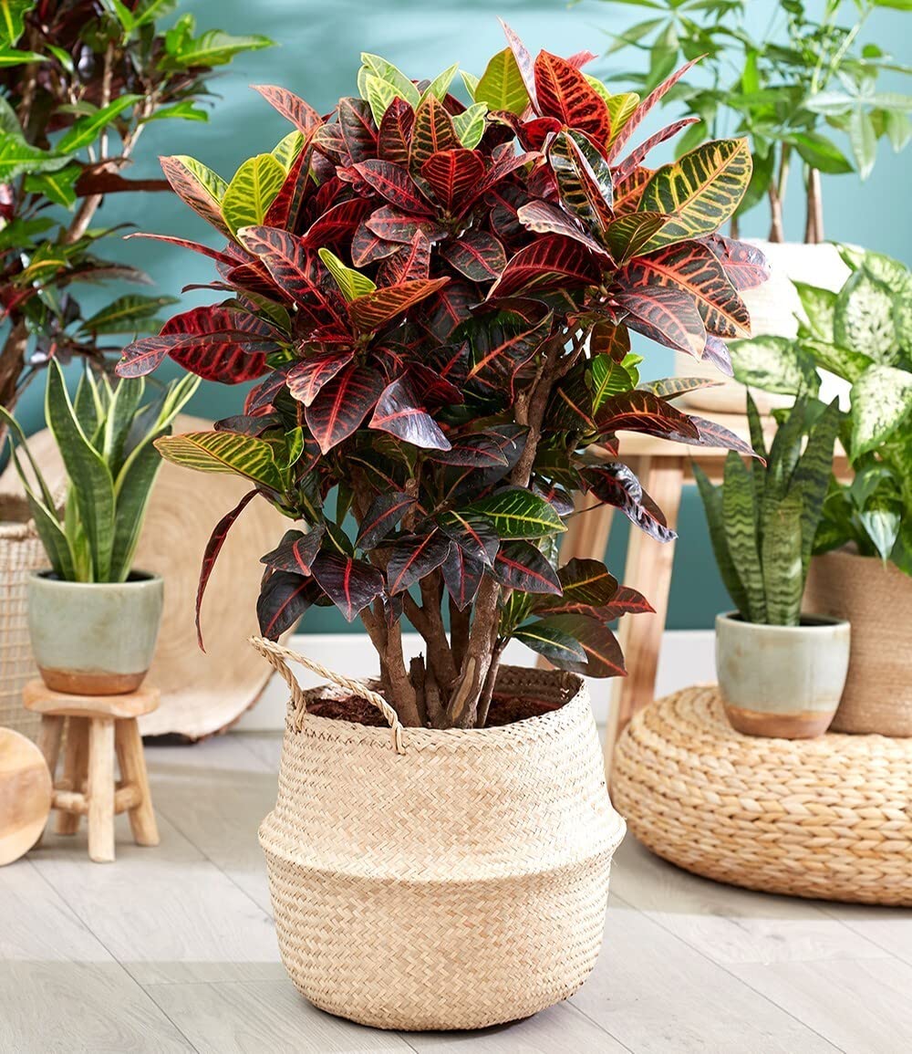 baldur-garten-wunderstrauch-kroton-excellent-zimmerpflanze-55-65-cm-im-17-cm-top image 5