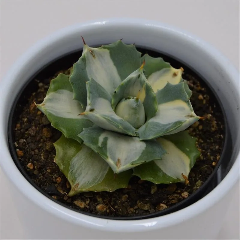 pasiora-agave-isthmensis-f-mediopicta-alba-sukkulente-9cm-topf image 1