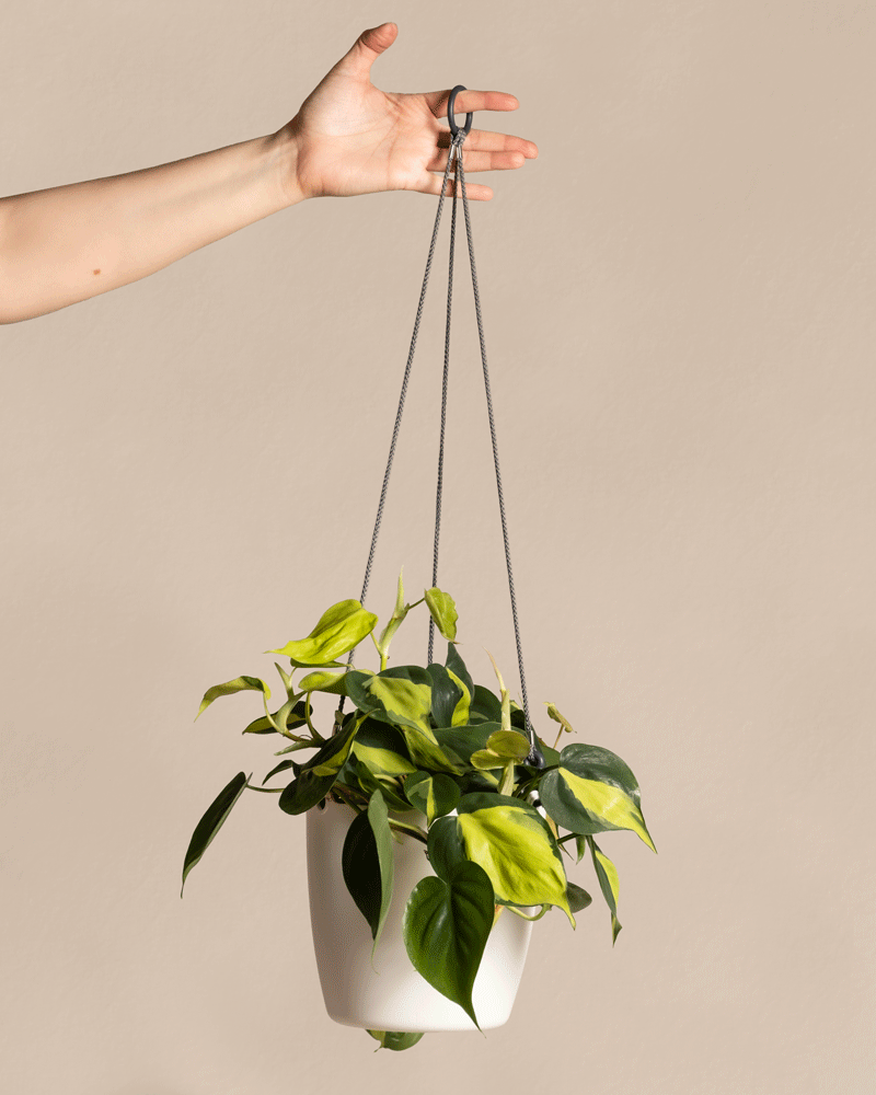 feey-philodendron-scandens-brasil-h-ngepflanze-baumfreund image 7