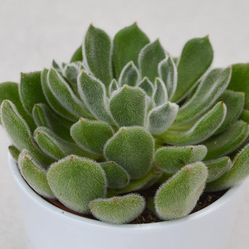pasiora-echeveria-setosa-echeverie-12-cm-topf image 1