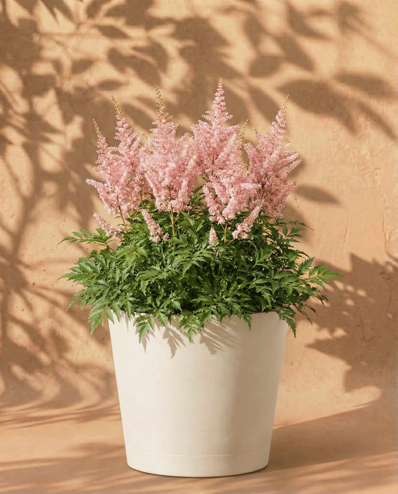 feey-astilbe-rosa-rhizome-prachtspiere-f-r-schatten image 6