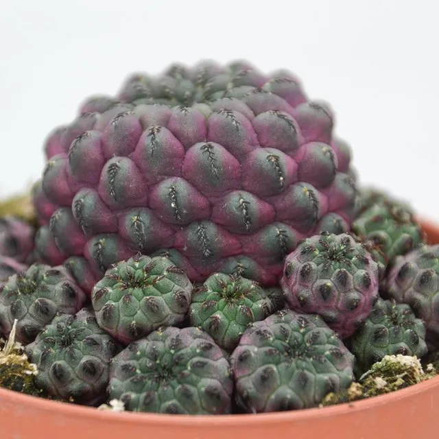 pasiora-sulcorebutia-rauschii-violet-kaktus-10-5cm-topf image 1