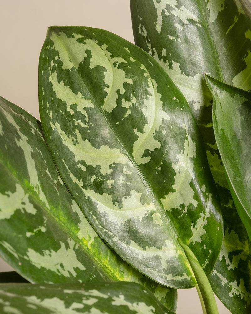 feey-aglaonema-amazon-silver-kolbenfaden-gro image 2
